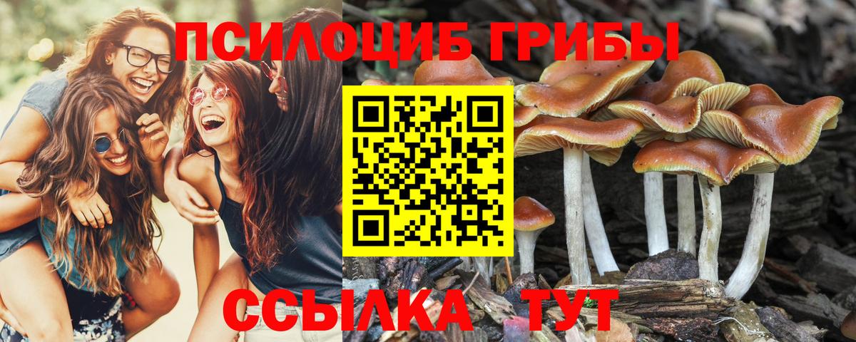 Псилоцибиновые грибы Cubensis  Вход с VPN  Галлюциногенные грибы мицелий  Заринск 